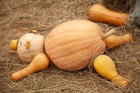 pumpkins in honor of the celebration of autumn and Halloween. festival of vegetables, a pig made of pumpkins is lying in the hay. nobody.の写真素材