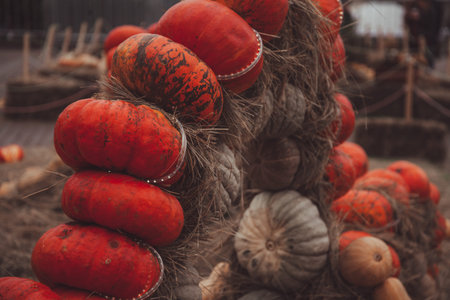 pumpkins in honor of the celebration of autumn and Halloween. festival of vegetables.