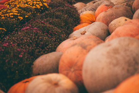 pumpkins in honor of the celebration of autumn and Halloween. festival of vegetables