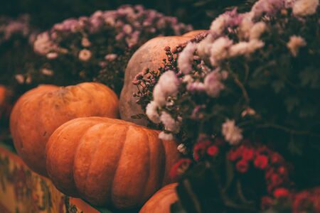 pumpkins in honor of the celebration of autumn and Halloween. festival of vegetables.の写真素材
