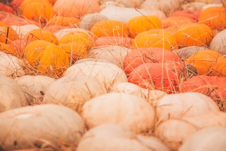 pumpkins in honor of the celebration of autumn and Halloween. festival of vegetablesの写真素材