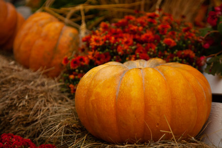 pumpkins in honor of the celebration of autumn and Halloween. festival of vegetablesの写真素材
