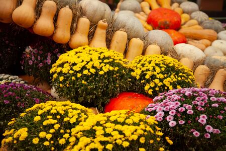 pumpkins in honor of the celebration of autumn and Halloween. festival of vegetablesの写真素材