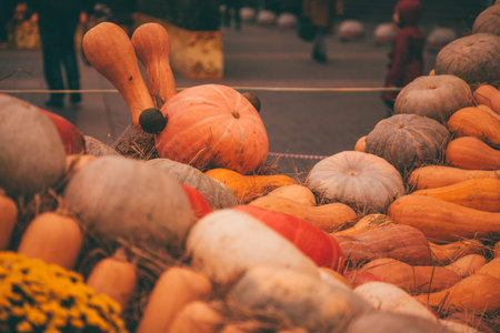 pumpkins in honor of the celebration of autumn and Halloween. festival of vegetables.の写真素材