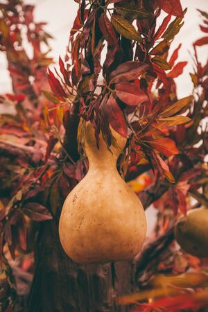 pumpkins in honor of the celebration of autumn and Halloween. festival of vegetables.の写真素材