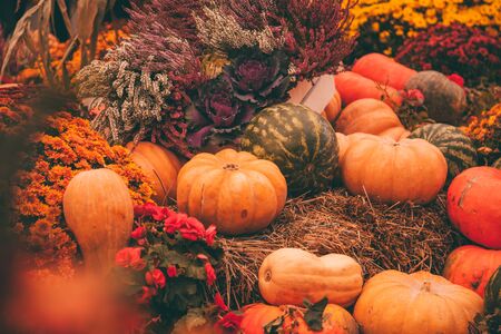 pumpkins in honor of the celebration of autumn and Halloween. festival of vegetables.の写真素材