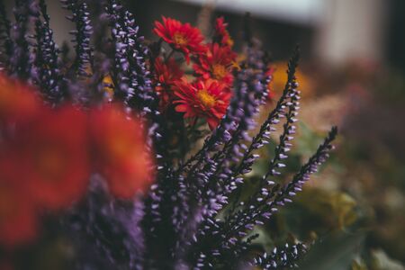 beautiful fall flowers. Vintage autumn landscape photoの写真素材