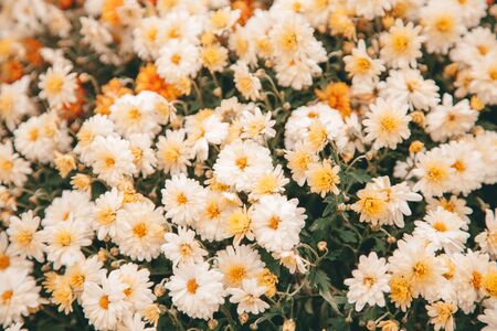 beautiful fall flowers. Vintage autumn landscape photo.の写真素材