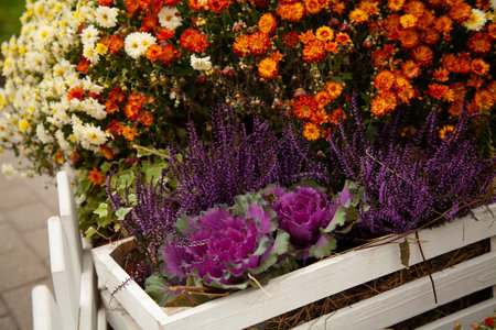 beautiful fall flowers. Vintage autumn landscape photo.