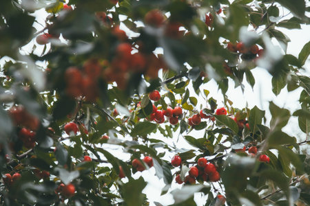 picture of a Ripe small Apples on the tree in Orchard, Morning shot with nobody.