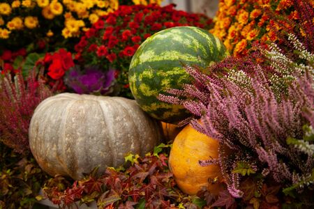 Pumpkin with watermelons on halloween autumn fair with nobody.の写真素材