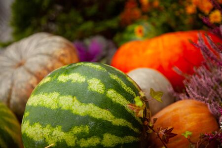 Pumpkin with watermelons on halloween autumn fair with nobody.の写真素材
