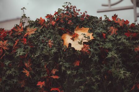 wall decorated with autumn leaves with nobody.の写真素材