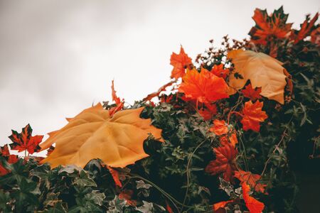 wall decorated with autumn leaves with nobodyの写真素材
