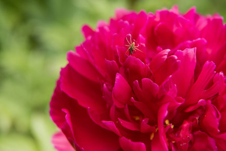 Spider on a red flowerの写真素材