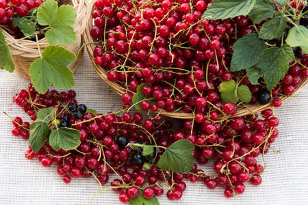 Red currants on the table