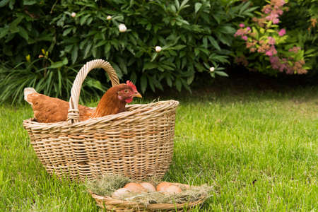chicken and eggs in the basket on the lawnの写真素材
