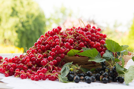 Red currant on the table summer day