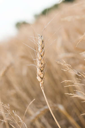 wheat field on a sunny dayの写真素材