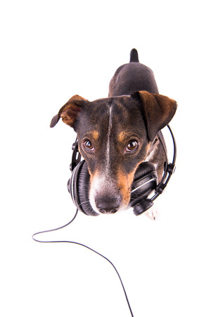 Jack Russell terrier with headphones on a white backgroundの写真素材
