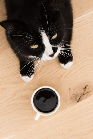 black cat with a cup of coffeeの写真素材