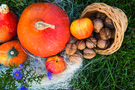 pumpkin apple pear nuts on green grassの写真素材