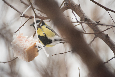 Feeding birds in a tree in winterの写真素材