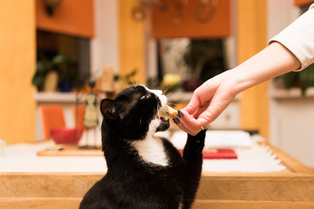 beautiful home cat in the living roomの写真素材
