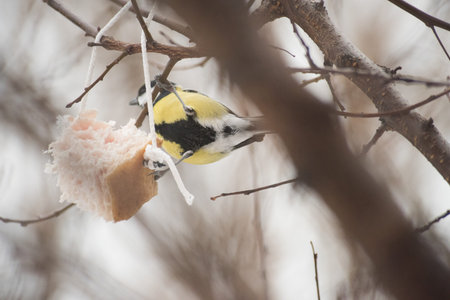 Feeding birds in a tree in winter