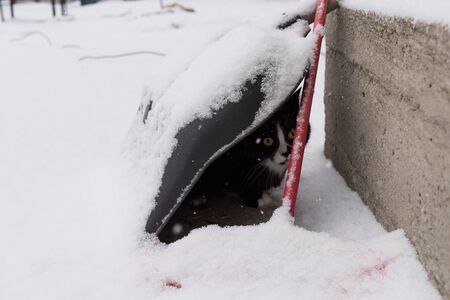cat with a shovel in the snowの写真素材
