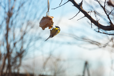Feeding birds in a tree in winterの写真素材