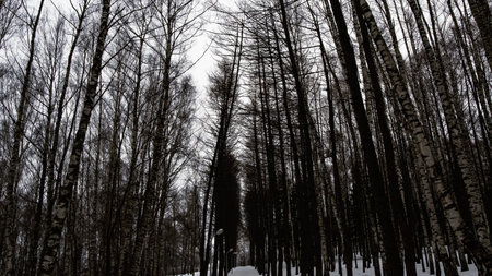 Forest, Park with different colors, winter time, mystical environment.