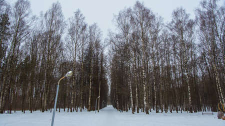 Forest, Park with different colors, winter time, mystical environment.の写真素材