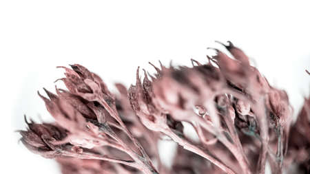Dry plants, with different points of focus, close-up, macro.の写真素材