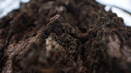 Trees, close-up, part of the tree in focus the rest out of focus, hollow, moss, texture.の写真素材