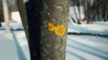 Trees, close-up, part of the tree in focus the rest out of focus, hollow, moss, texture.の写真素材