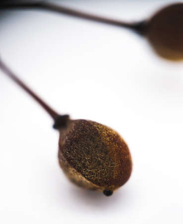 Dry plants, with different points of focus, close-up, macro.の写真素材