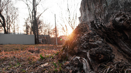 A stump in the Park from behind which the sun looks out. Background
