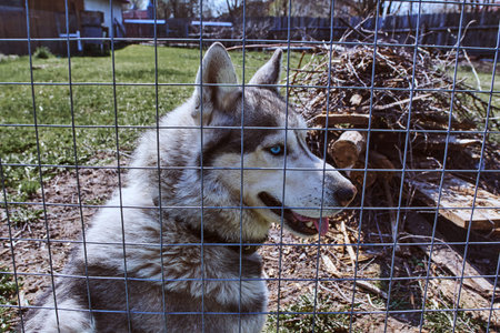 Husky dog sitting on the grass. Gray and white Siberian husky with blue eyes on a walk.