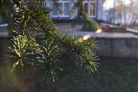 Beautiful pine branch with fir needles. Spruce branch. Christmas tree in nature. A green fir tree....