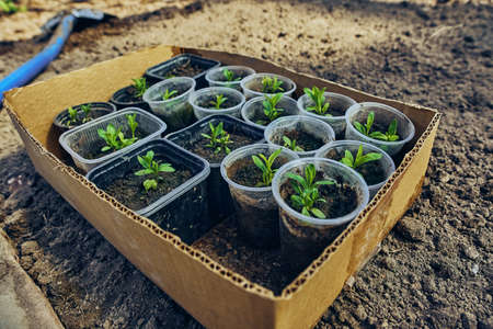 Different seedlings for the garden. Vegetables that require care. Seedlings and plants. Botanical garden.の写真素材