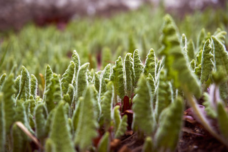 Different seedlings for the garden. Vegetables that require care. Seedlings and plants. Botanical...