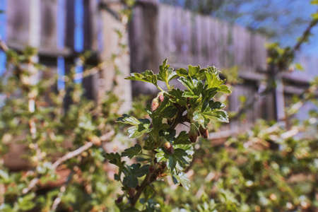 Bush, a gooseberry bush in the garden. Sunny weather. Close-up of the kidneys.の写真素材