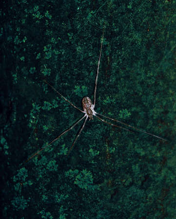 Spider on a textured surface. Spider insect, fart-shaped 6 legs. Colored background. Pattern on a spider.の写真素材