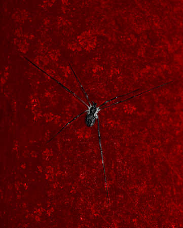Spider on a textured surface. Spider insect, fart-shaped 6 legs. Colored background. Pattern on a spider.の写真素材