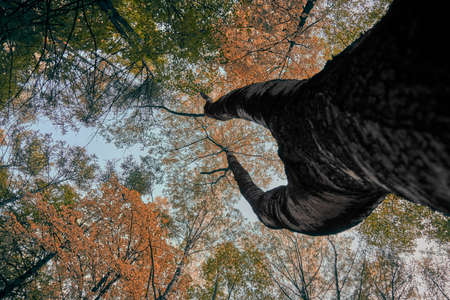 The trunk of the tree is branched into two parts. Birch Grove, autumn foxes. The foliage is green and yellow. Autumn weather is a deciduous. Blue skyの写真素材