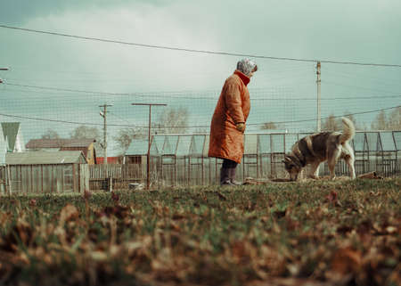 The landlady stands in front of the husky dog. Friendship between man and animals. Caring for the dog. The Huskies are playing with the hostess. A clearing for playing with pets.の写真素材