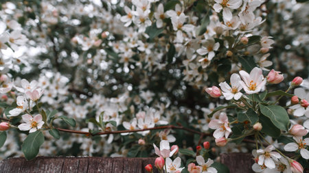 Blossomed cherry blossoms. Cherry Orchard, countryside. Farming, gardening, trees covered with white flowersの写真素材