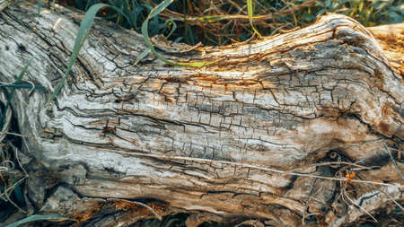 An old rotten tree in the cracks, the texture of a tree without bark, the remains of a tree after the river spill.の写真素材