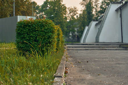 Aswalt parking for cars, on the lawn grow bushes, cut into a quadrant form, design and decoration of the territories.の写真素材